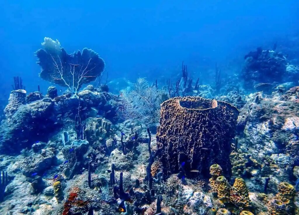 deshaies snorkeling guadeloupe