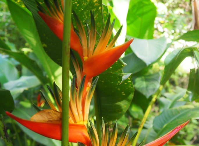 jardin botanique deshaies